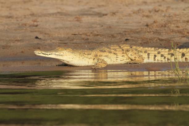 istock Crocodiles at Rufiji River, Tanzania 855883858