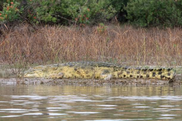 istock Crocodiles at Rufiji River, Tanzania 855884126