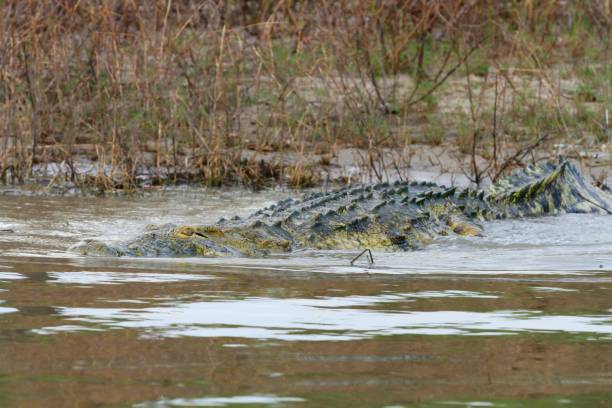 istock Crocodiles at Rufiji River, Tanzania 855885110