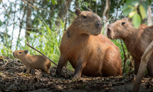 gruppe von capybara in pantanal brasilien - wasserschwein stock-fotos und bilder