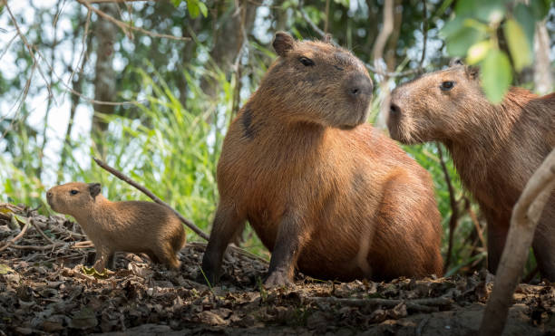 Group of Capybara in Pantanal Brazil Group of Capybara in Pantanal Brazil capybara stock pictures, royalty-free photos & images