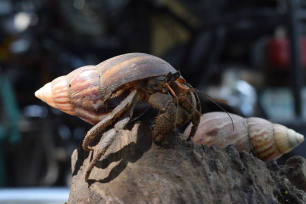 2 due granchi eremiti hanno trovato la strada di casa al guscio di lumaca giapponese nero - land hermit crab foto e immagini stock