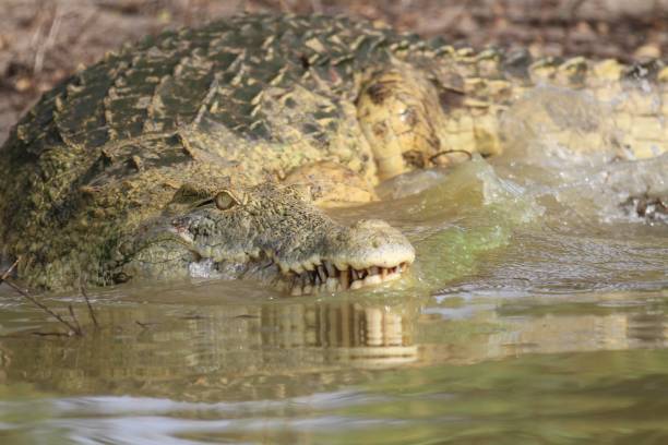 istock Crocodiles at Rufiji River, Tanzania 855886546