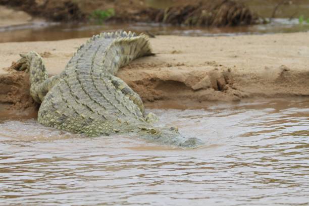 istock Crocodiles at Rufiji River, Tanzania 855886568