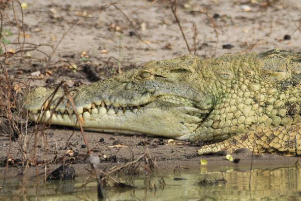 istock Crocodiles at Rufiji River, Tanzania 855886594
