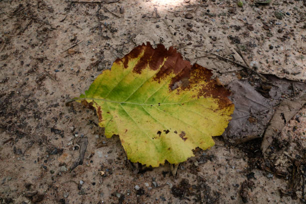 istock Yellow dry leaves on the floor for background texture. 855887076