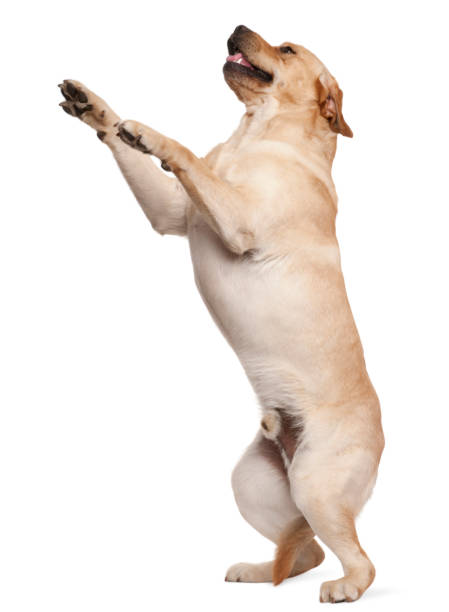 istock Labrador Retriever standing on hind legs, 2 years old, in front of white background 855887392
