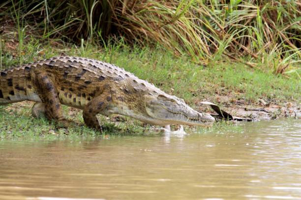 istock Crocodiles at Rufiji River, Tanzania 855887398