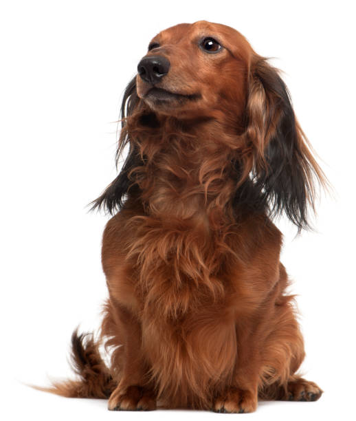 istock Dachshund, 3 years old, sitting in front of white background 855887424