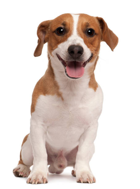 istock Jack Russell Terrier, 1 year old, sitting in front of white background 855887486