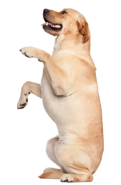 Labrador Retriever standing on hind legs, 2 years old, in front of white background