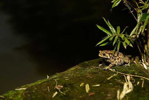 Brown fat frog sitting at the corner of a lake on a rock with green moss underneath leaves during the day.