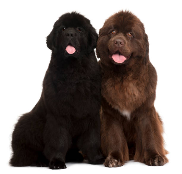 Newfoundland puppies, 5 and 30 months old, sitting in front of white background Newfoundland puppies, 5 and 30 months old, sitting in front of white background newfoundland dog photos stock pictures, royalty-free photos & images