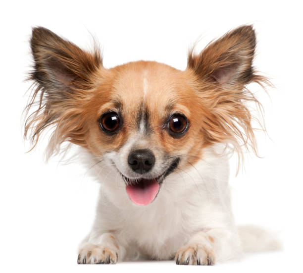 istock Chihuahua, 2 years old, lying in front of white background 855887628