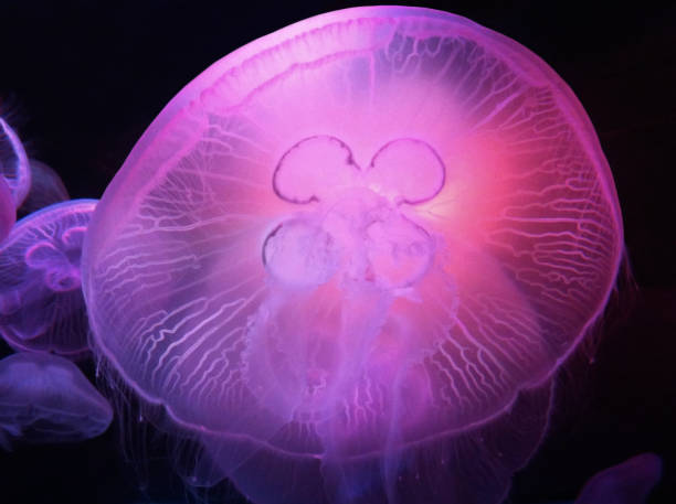 istock Purple swimming jellyfish. 855887666