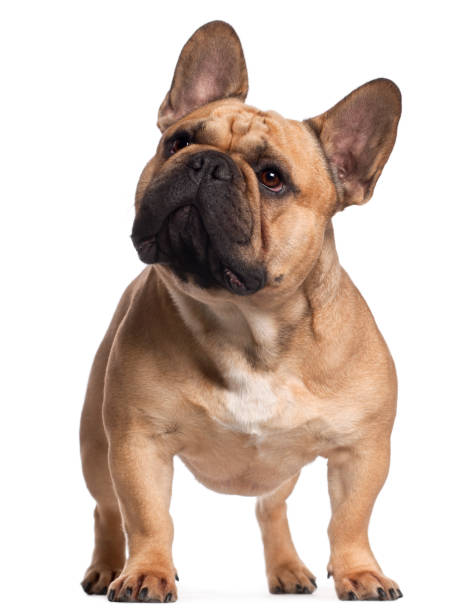 istock French Bulldog, 2 years old, standing in front of white background 855887826