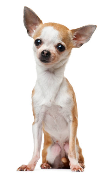 istock Chihuahua, 2 years old, sitting in front of white background 855887906
