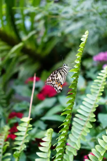 Side view of black white orange colored patterns butterfly sitting on green leaf.