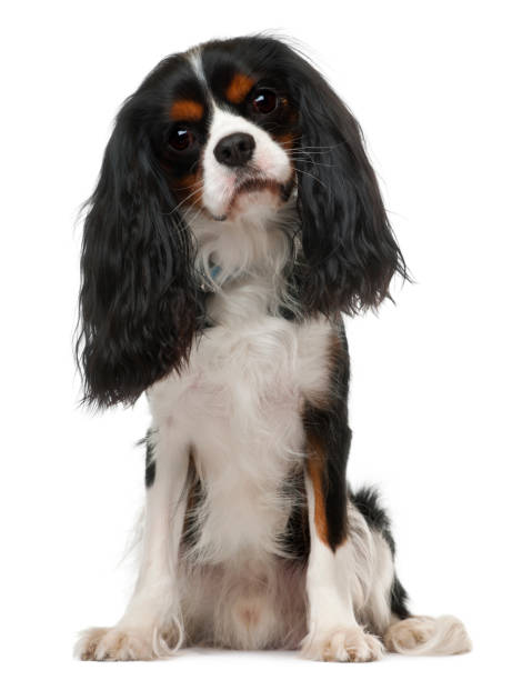 istock Cavalier King Charles Spaniel, 3 years old, sitting in front of white background 855888016