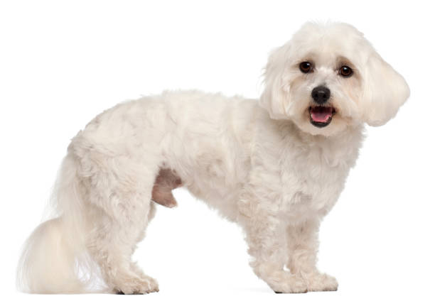 istock Maltese, 3 years old, standing in front of white background 855888232
