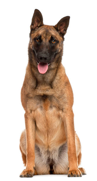 istock Belgian Shepherd Dog, 10 months old, sitting in front of white background 855889490