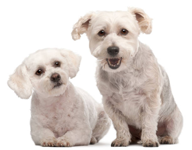 istock Maltese, 2 and 5 years old, in front of white background 855890724