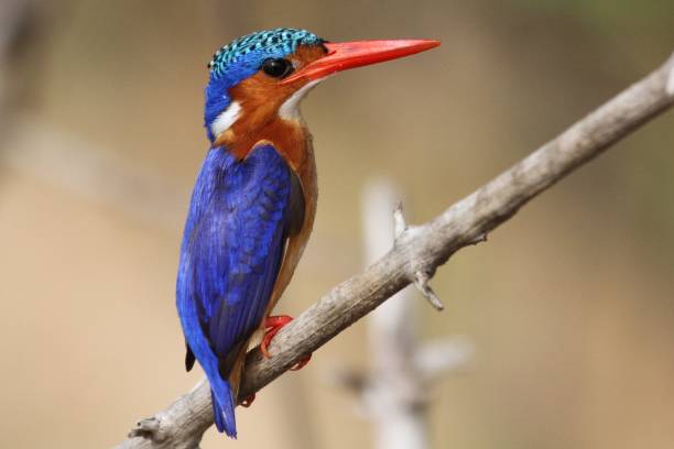 istock Kingfisher at Selous Game Reserve, Tanzania 855890730