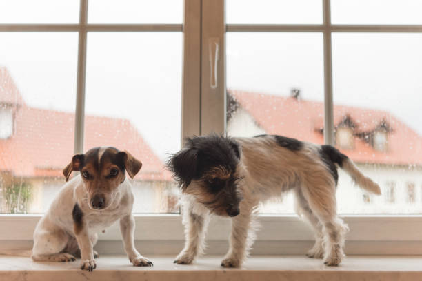 istock two dogs  at the closed window - Jack Russell Terrier 855890784