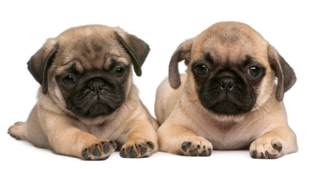 istock Two Pug puppies, 8 weeks old, in front of white background 855890866
