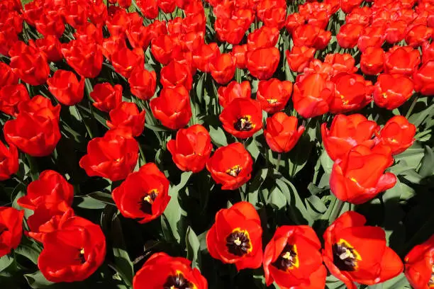 Tulips with red petals and green leaves in a field blooming at springtime showing nectar during the day in Holland.