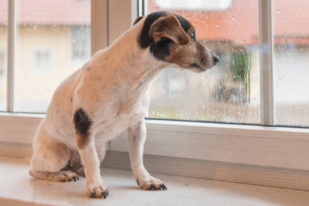 istock dog looking out the window at rain - Jack Russell Terrier 855891098
