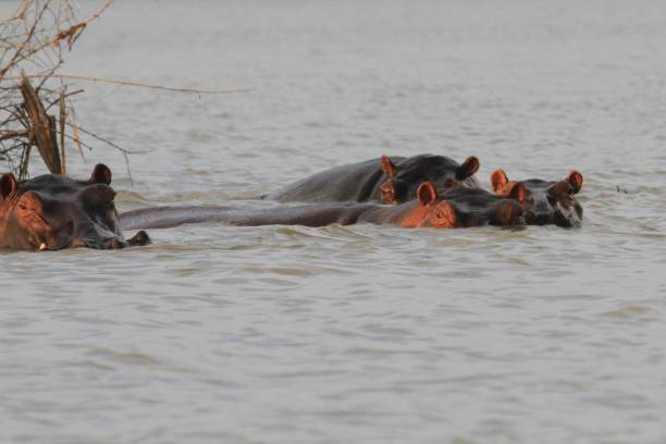 istock Hippos at Rufiji River, Selous Game Reserve, Tanzania 855892000