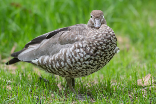 istock Duck's nap time in a green natural background 855892022