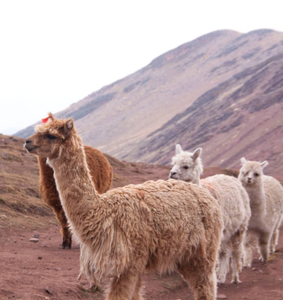 istock Alpaca walking in the andes 855892248