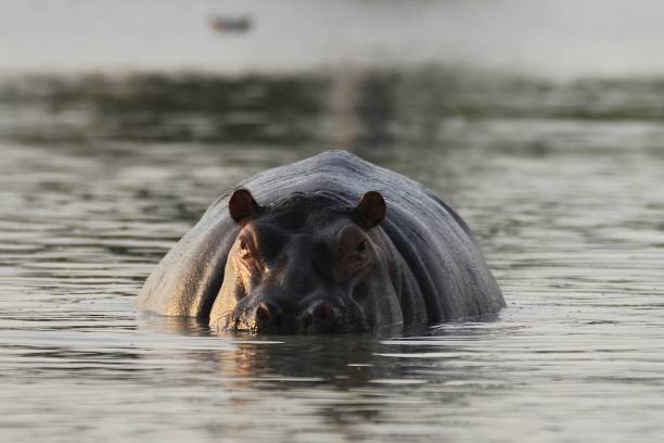 istock Hippos at Rufiji River, Selous Game Reserve, Tanzania 855893476