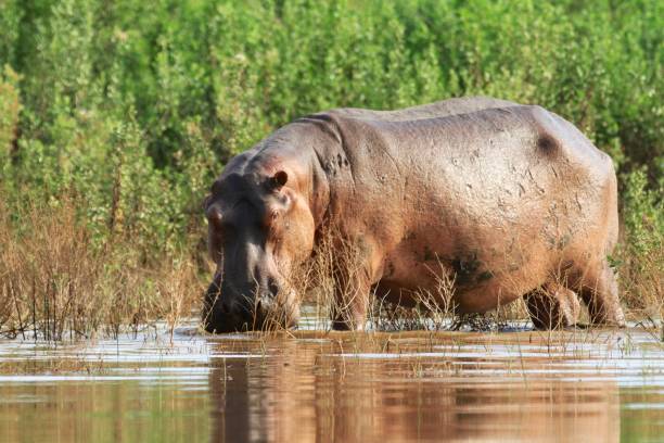 istock Hippos at Rufiji River, Selous Game Reserve, Tanzania 855894416