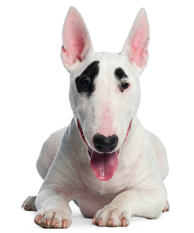 Bull Terrier puppy, 6 months old, lying in front of white background