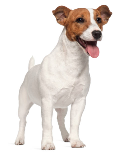 istock Jack Russell Terrier puppy, 6 months old, standing in front of white background 855894884