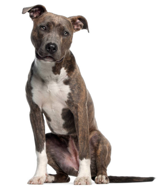 American Staffordshire Terrier, 8 months old, sitting in front of white background American Staffordshire Terrier, 8 months old, sitting in front of white background pit bull terrier stock pictures, royalty-free photos & images