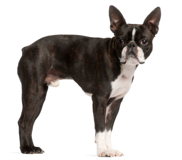 istock Boston Terrier, 1 year old, standing in front of white background 855894924
