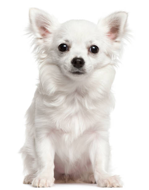 istock Chihuahua, 7 months old, sitting in front of white background 855894958