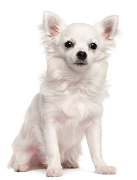 istock Chihuahua, 7 months old, sitting in front of white background 855895028