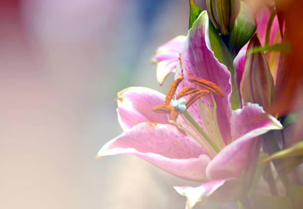 Pink lilly flowers stock photo