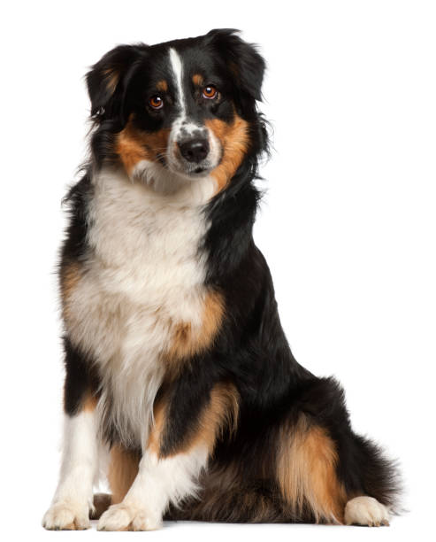 istock Miniature Australian Shepherd, 2 years old, sitting in front of white background 855895082