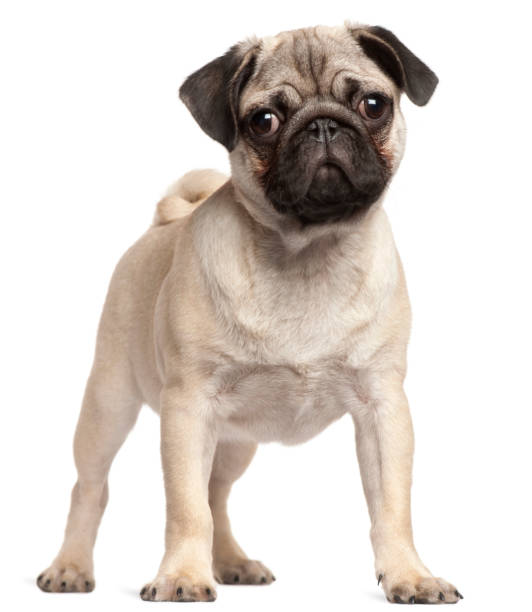 istock Pug puppy, 3 months old, standing in front of white background 855895130