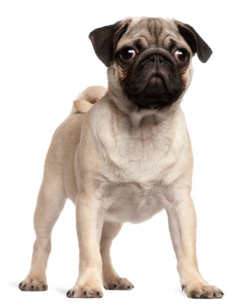 istock Pug puppy, 3 months old, standing in front of white background 855895190