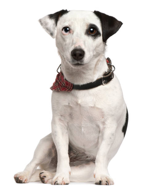 istock Jack Russell Terrier, 3 years old, sitting in front of white background 855895224