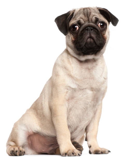 istock Pug puppy, 3 months old, sitting in front of white background 855895226