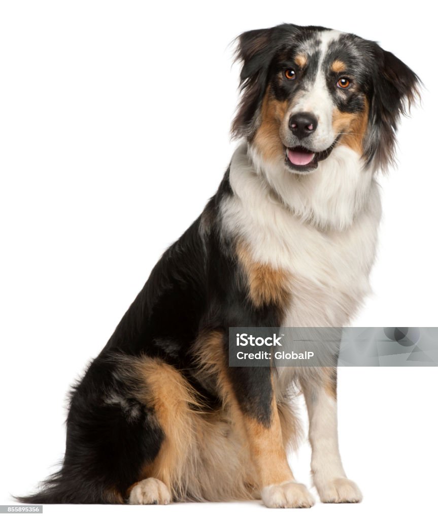 Border Collie, 9 meses de edad, sentado frente a fondo blanco - Foto de stock de Border Collie libre de derechos