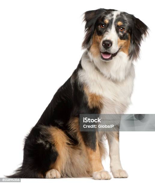 Border Collie 9 Meses De Edad Sentado Frente A Fondo Blanco Foto de stock y más banco de imágenes de Border Collie